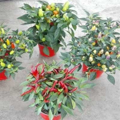 Pianta Capsicum - Peperoncino Ornamentale - Piante fiorite