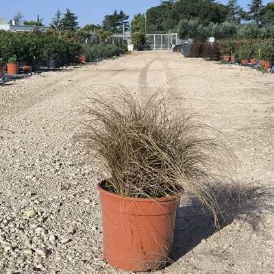 Pianta Carex - Cespugli fioriti Pianta Carex - Cespugli fioriti