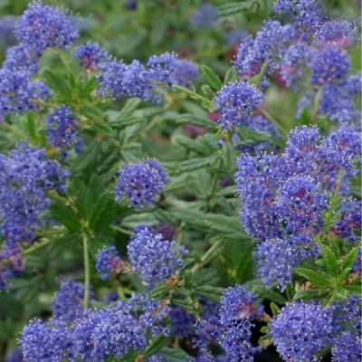 Pianta Ceanothus Repens - Cespugli fioriti Pianta Ceanothus Repens - Cespugli fioriti