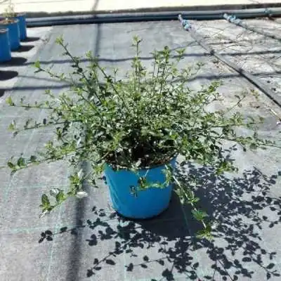 Pianta Ceanothus Repens - Cespugli fioriti