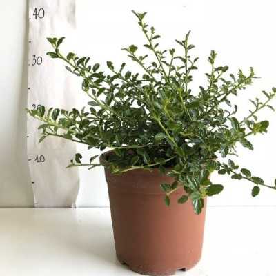 Pianta Ceanothus Repens - Cespugli fioriti Pianta Ceanothus Repens - Cespugli fioriti