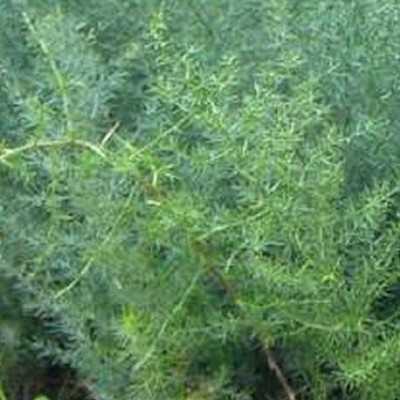 Pianta Asparagus Sprengeri - Cespugli fioriti