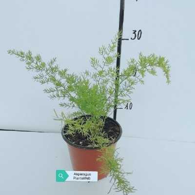 Pianta Asparagus Sprengeri - Cespugli fioriti Pianta Asparagus Sprengeri - Cespugli fioriti