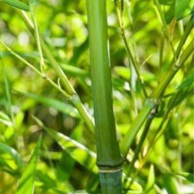 Pianta Bambù Aurea - Siepi da giardino