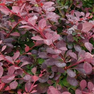 Pianta Berberis - Siepi da giardino Pianta Berberis - Siepi da giardino