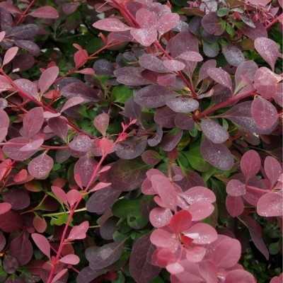 berberis siepe berberis siepe
