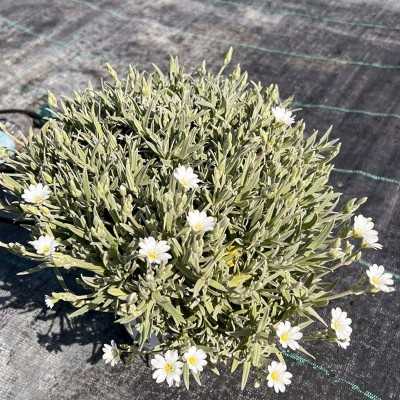 Pianta Cerastio Tomentosa - Cespugli fioriti Pianta Cerastio Tomentosa - Cespugli fioriti