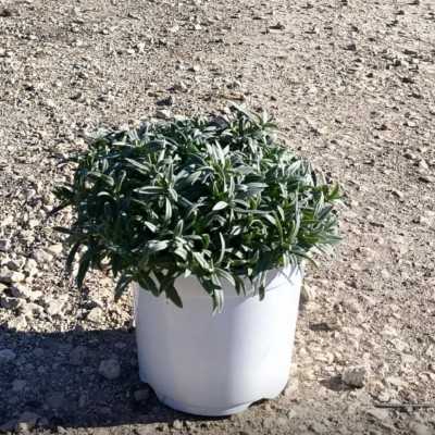 Pianta Cerastio Tomentosa - Cespugli fioriti Pianta Cerastio Tomentosa - Cespugli fioriti