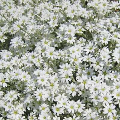 40pz Pianta Cerastium Tomentosa - Cespugli 40pz Pianta Cerastium Tomentosa - Cespugli