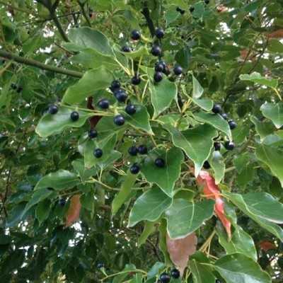 piante canfora