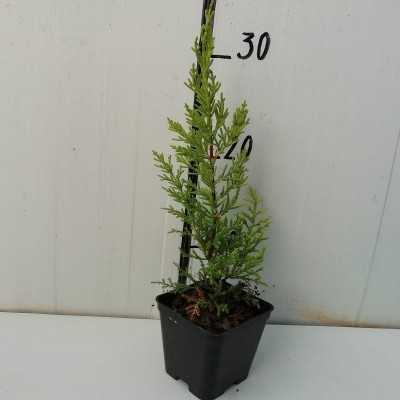 40pz Pianta Cipresso Leylandii Gold Crest - Siepi 40pz Pianta Cipresso Leylandii Gold Crest - Siepi
