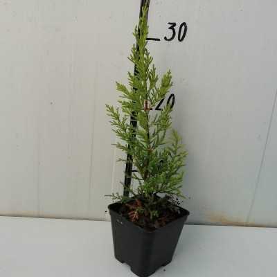 40pz Pianta Cipresso Leylandii Gold Crest - Siepi