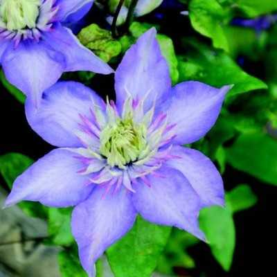 clematis rampicante