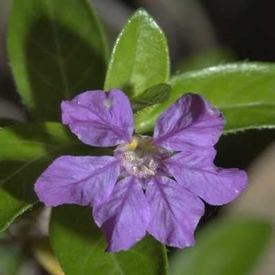 Pianta Cuphea Viola - Cespugli fioriti Pianta Cuphea Viola - Cespugli fioriti