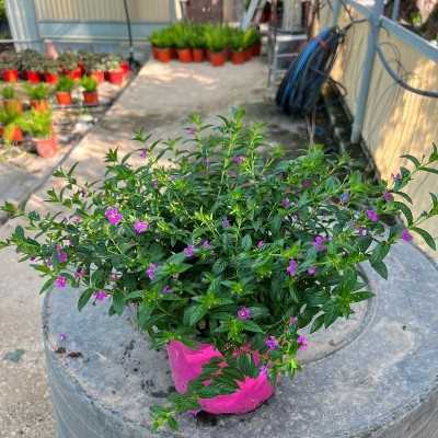 Pianta Cuphea Viola - Cespugli fioriti