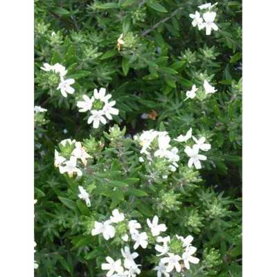 Pianta Westringia Bianca - Cespugli fioriti