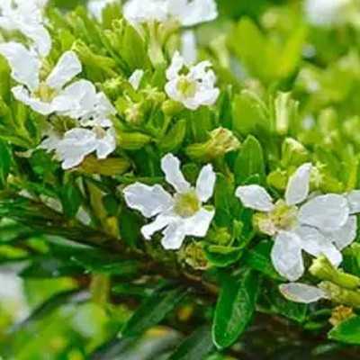 40pz Pianta Cuphea Hyssopifolia Bianca - Cespugli 40pz Pianta Cuphea Hyssopifolia Bianca - Cespugli
