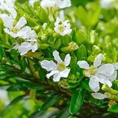 40pz Pianta Cuphea Hyssopifolia Bianca - Cespugli