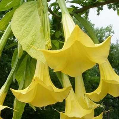 Pianta Datura Arborea - Cespugli fioriti