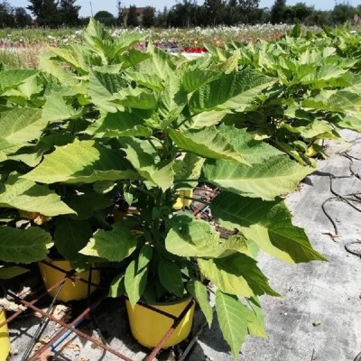 Pianta Datura Arborea - Cespugli fioriti Pianta Datura Arborea - Cespugli fioriti