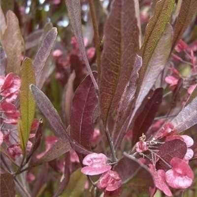 Pianta Dodonea Purpurea - Siepi da giardino Pianta Dodonea Purpurea - Siepi da giardino