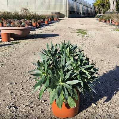 Pianta Echium Fastuosum - Cespugli fioriti Pianta Echium Fastuosum - Cespugli fioriti