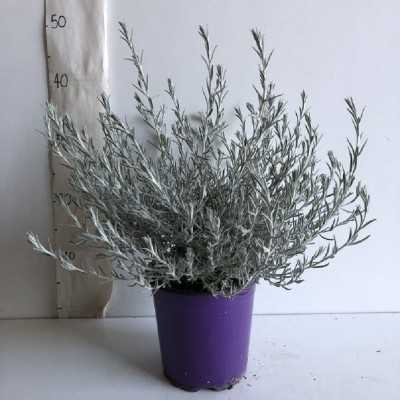 eremophila nivea pianta eremophila nivea pianta
