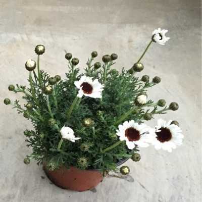 Pianta Rhodanthemum - Piante fiorite