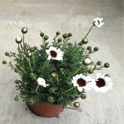 Pianta Rhodanthemum - Piante fiorite Pianta Rhodanthemum - Piante fiorite
