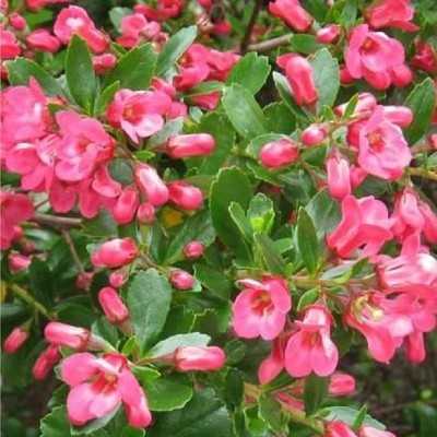 Pianta Escallonia - Cespugli fioriti Pianta Escallonia - Cespugli fioriti