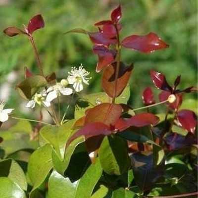 Pianta Eugenia Cristina - Siepi da giardino