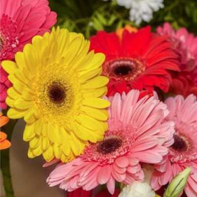 la gerbera è una pianta perenne la gerbera è una pianta perenne