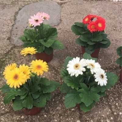 Pianta Gerbera - Piante fiorite Pianta Gerbera - Piante fiorite
