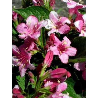 40pz Pianta Weigelia - Cespugli 40pz Pianta Weigelia - Cespugli