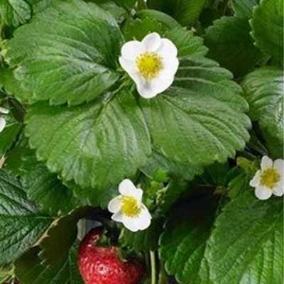 pianta delle fragole pianta delle fragole