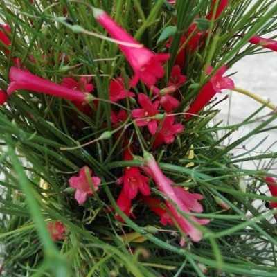 Pianta Russelia - Cespugli fioriti