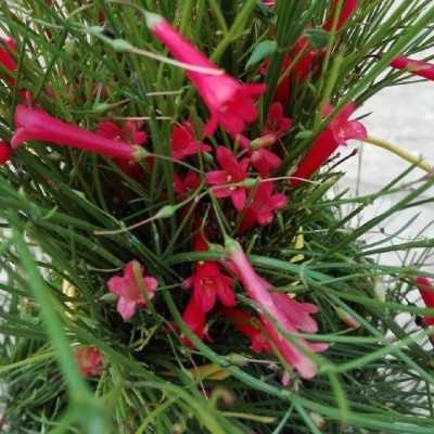 Pianta Russelia - Cespugli fioriti Pianta Russelia - Cespugli fioriti