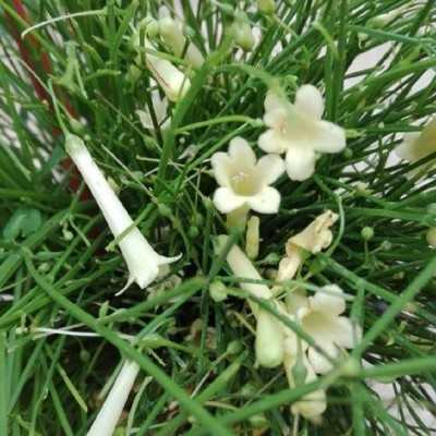 Pianta Russelia - Cespugli fioriti Pianta Russelia - Cespugli fioriti
