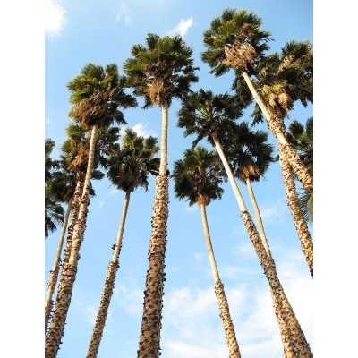 40 pz Pianta Washingtonia Robusta - Piante da ricoltivare 40 pz Pianta Washingtonia Robusta - Piante da ricoltivare