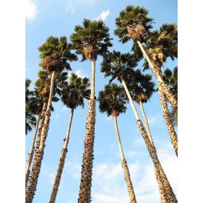 40 pz Pianta Washingtonia Robusta - Piante da ricoltivare