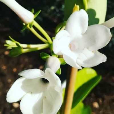 Pianta Stephanotis - Piante rampicanti