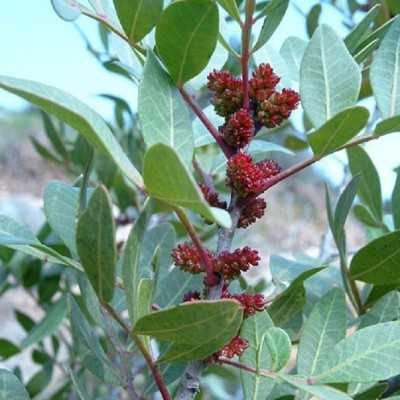 Pianta Lentisco - Cespugli fioriti Pianta Lentisco - Cespugli fioriti