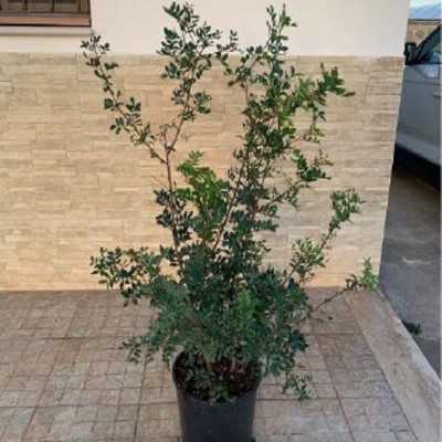 Pianta Lentisco - Cespugli fioriti Pianta Lentisco - Cespugli fioriti