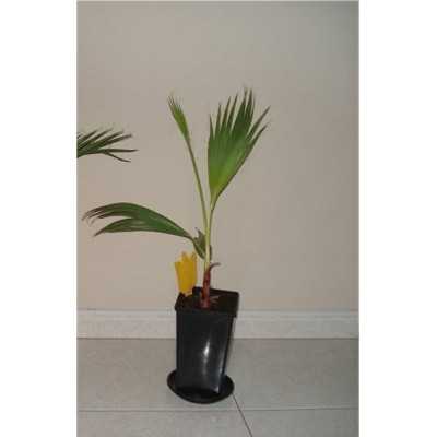 40 pz Pianta Washingtonia Robusta - Piante da ricoltivare 40 pz Pianta Washingtonia Robusta - Piante da ricoltivare