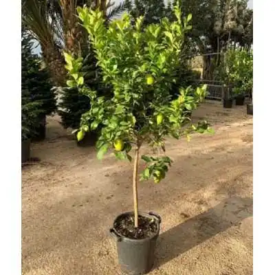 pianta del limone