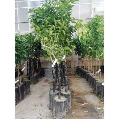 Albero Limone - Alberi di agrumi Albero Limone - Alberi di agrumi