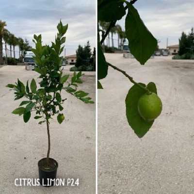 Albero Limone - Alberi di agrumi