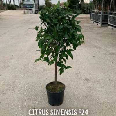 Albero Arancio - Alberi di agrumi Albero Arancio - Alberi di agrumi