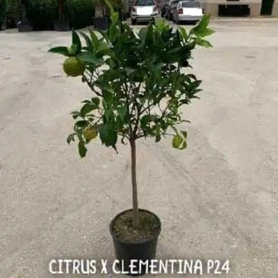 Albero di Clementine - Alberi di agrumi