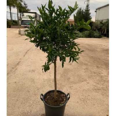Albero di Clementine - Alberi di agrumi Albero di Clementine - Alberi di agrumi
